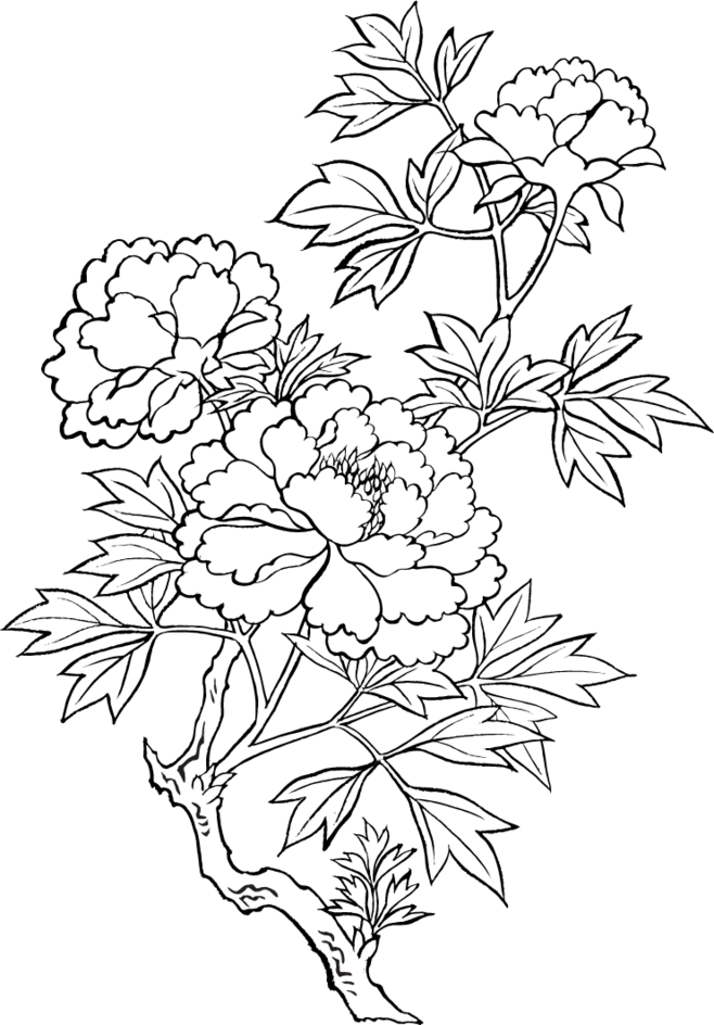 線画 花詳細 14位