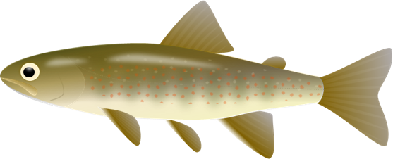 縞 模様 魚詳細 10位
