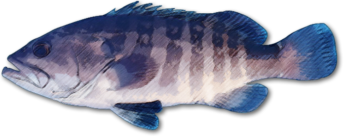 縞 模様 魚詳細 2位