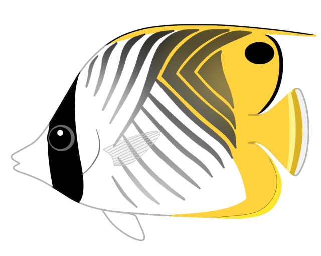 縞 模様 魚詳細 6位