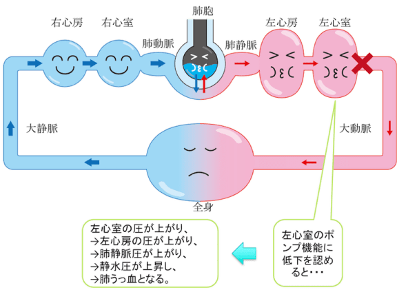 肺循環 イラスト詳細 13位