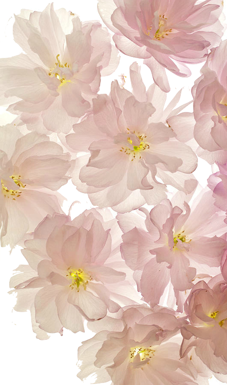 背景 おしゃれ 高 画質詳細 12位