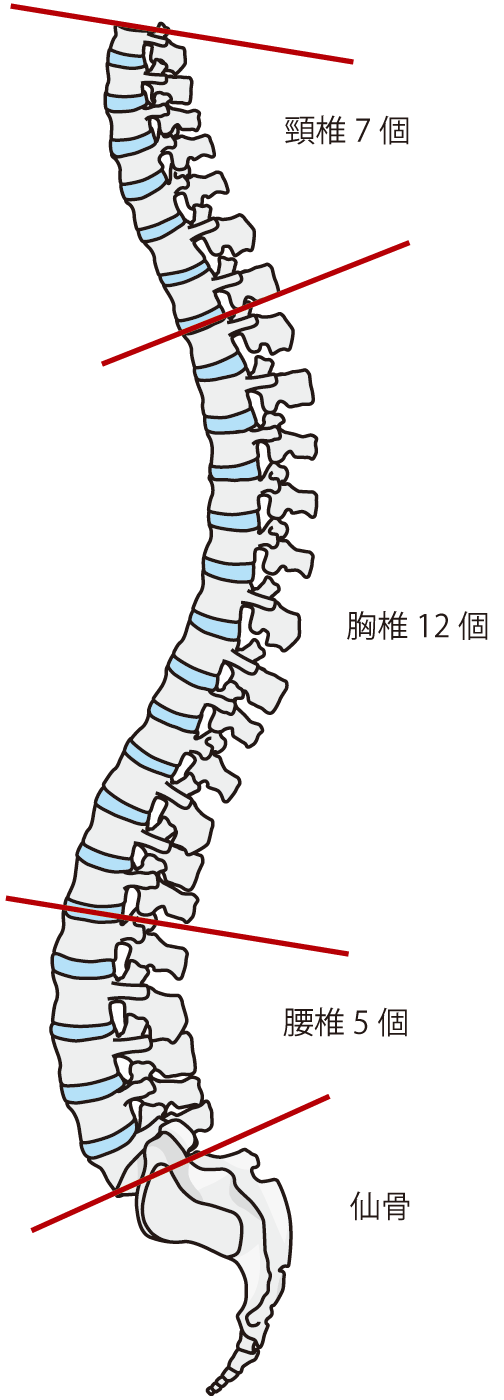 背骨 イラスト詳細 10位