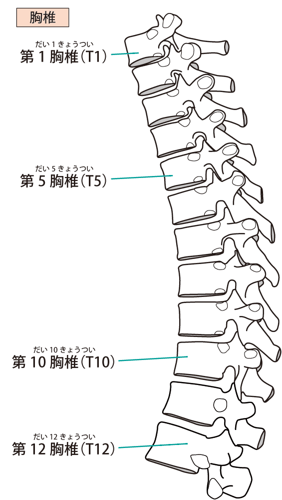 背骨 イラスト詳細 12位