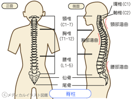 背骨 イラスト詳細 3位