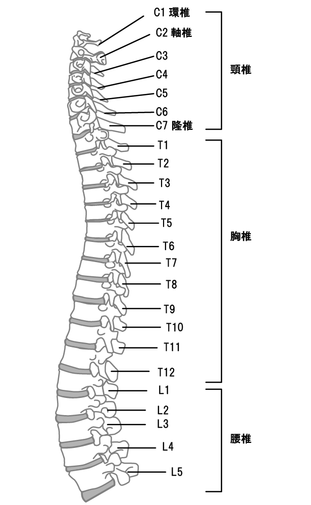 背骨 イラスト詳細 4位