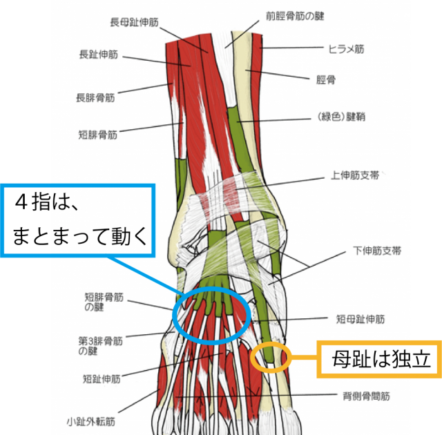 脚 筋肉 イラスト - KibrisPDR