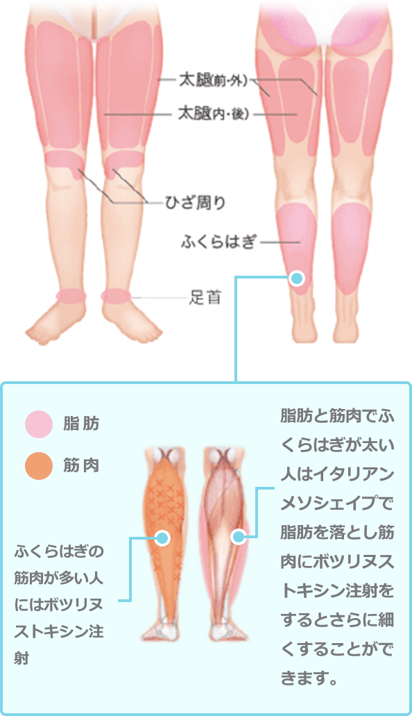 脚 筋肉 イラスト詳細 6位