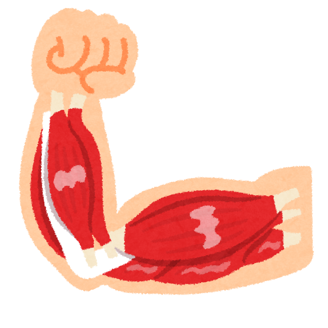脚 筋肉 イラスト詳細 8位