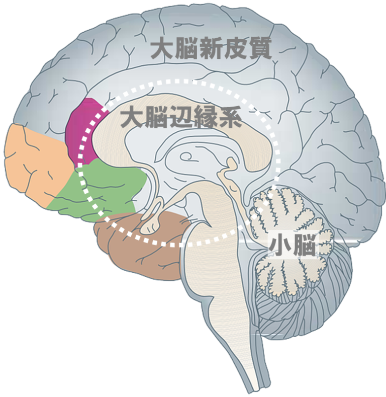 脳 の 構造 イラスト詳細 11位