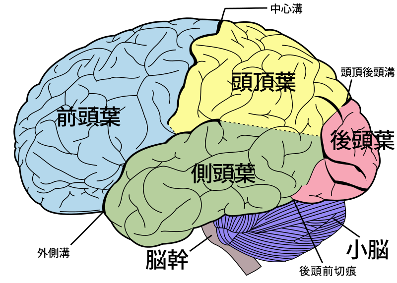 脳 の 構造 イラスト詳細 3位