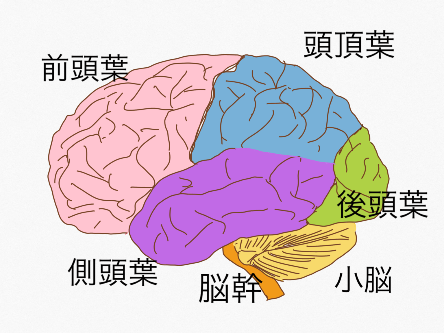 脳 の 構造 イラスト詳細 7位