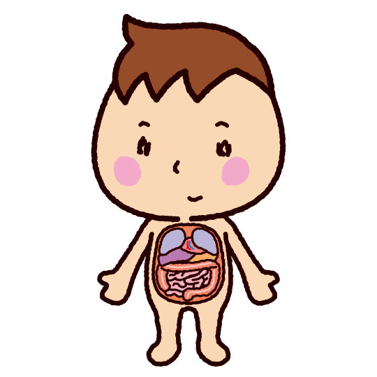 臓器 イラスト かわいい詳細 7位