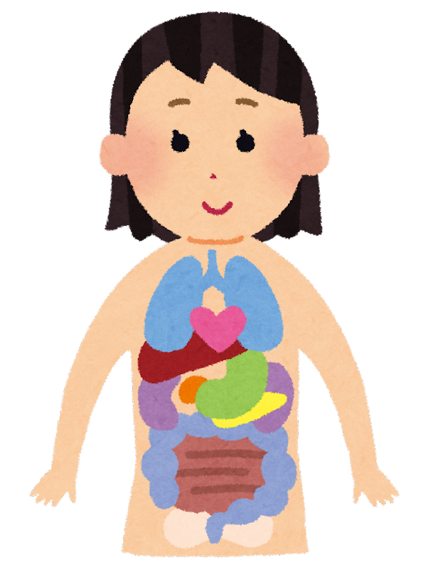 臓器 イラスト かわいい詳細 2位