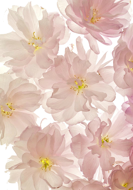 花 壁紙 高 画質 - KibrisPDR