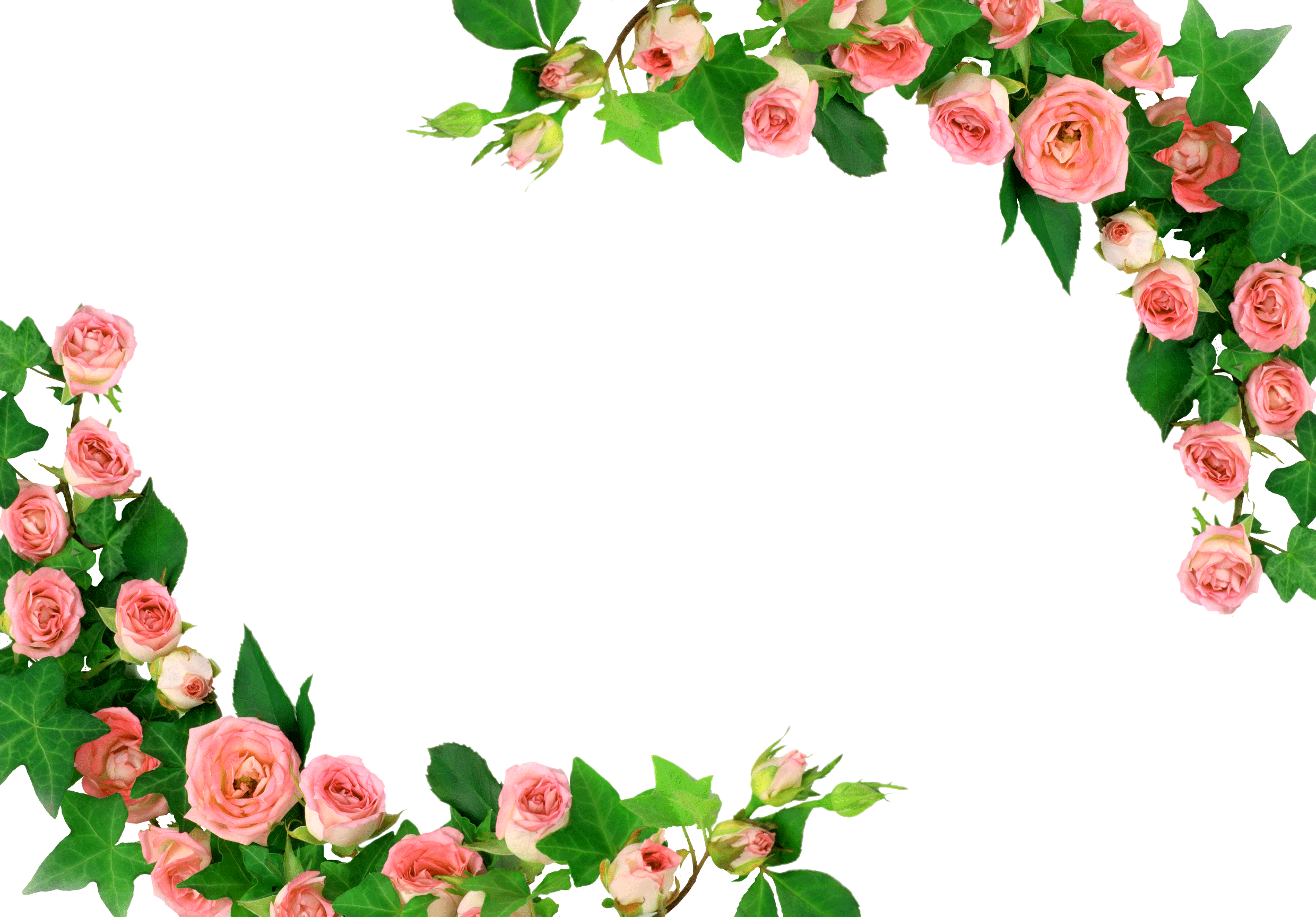 花 枠 無料詳細 2位