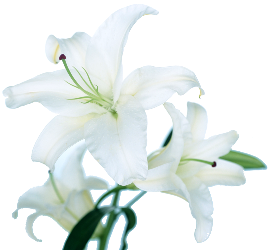 花 無料 画像詳細 9位