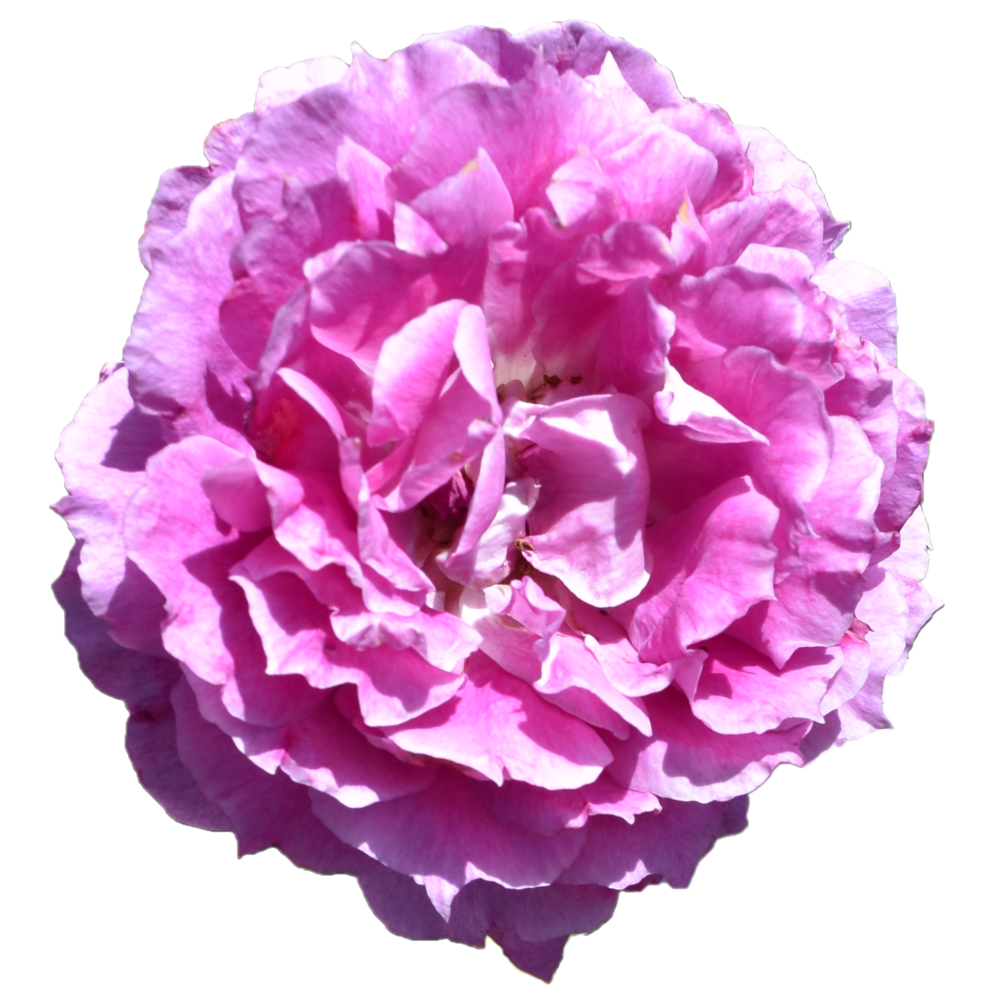 花 無料 画像詳細 4位
