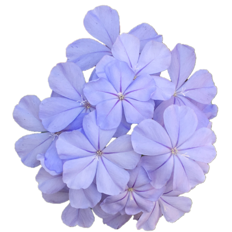 花 無料 画像詳細 8位