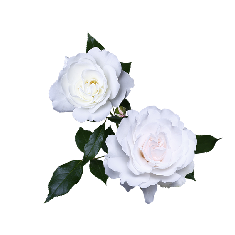 花 背景 透過 フリー 素材詳細 8位