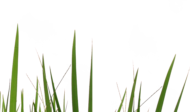 草 写真詳細 12位