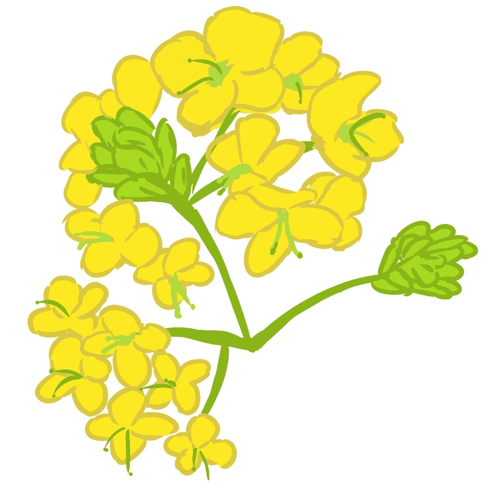 菜の花 の イラスト - KibrisPDR