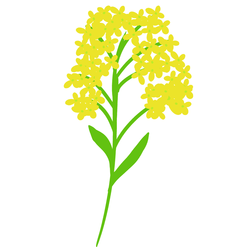 菜の花 イラスト - KibrisPDR