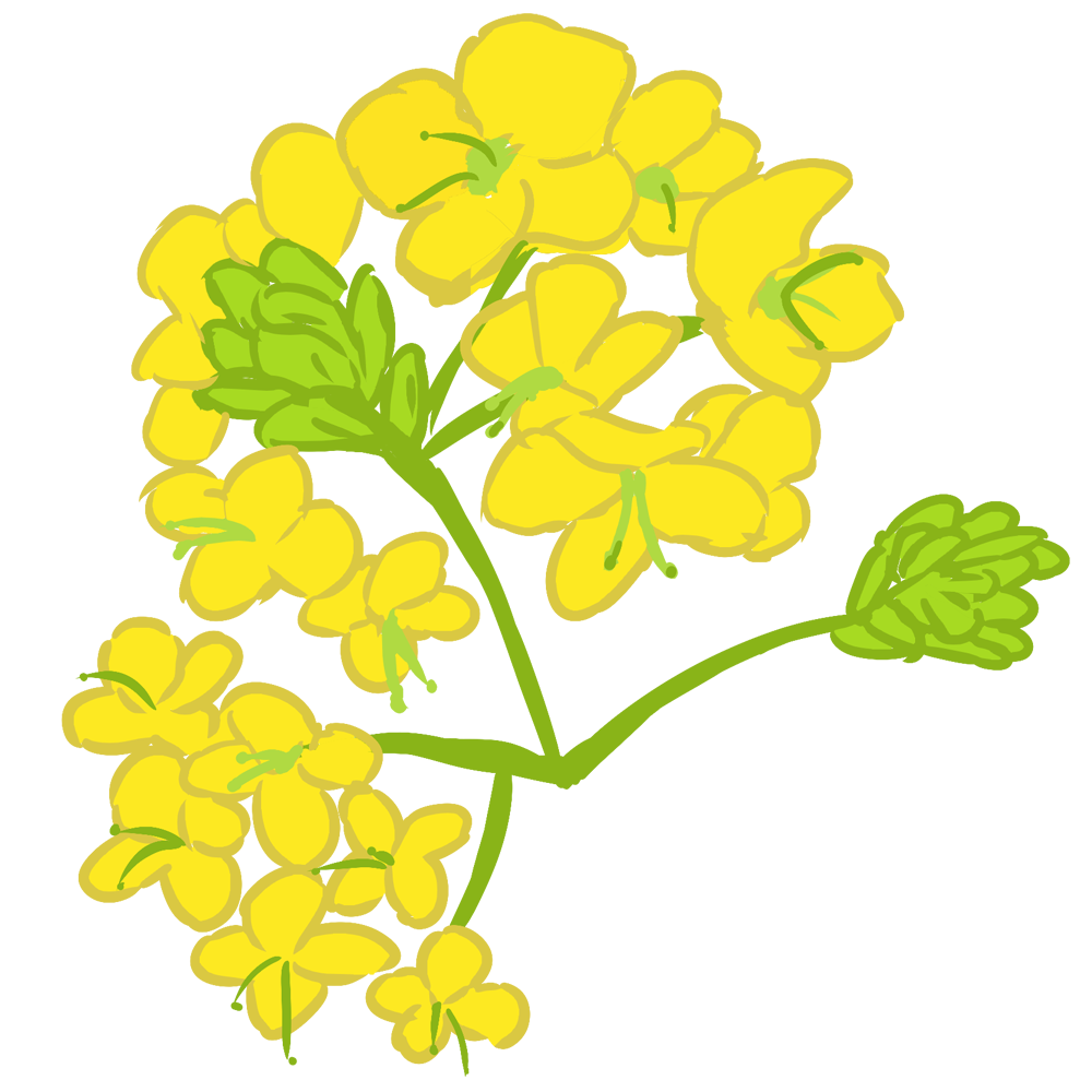 菜の花 イラスト詳細 2位