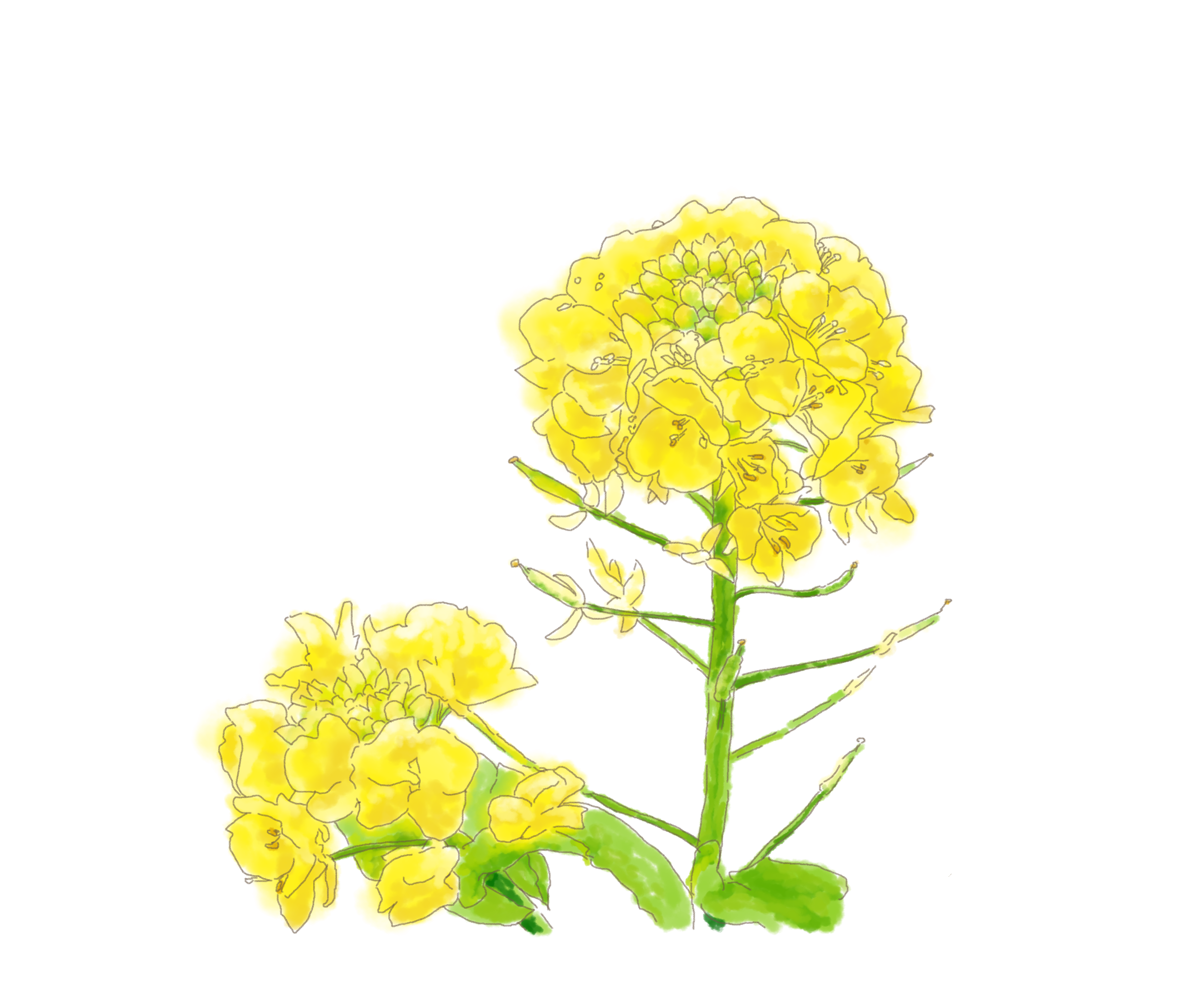 菜の花 イラスト詳細 9位