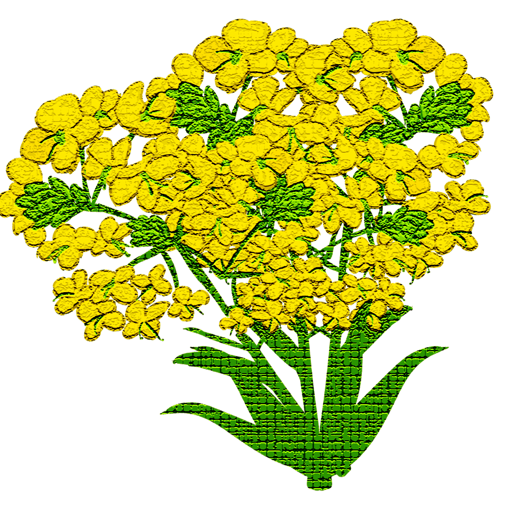 菜の花 イラスト詳細 12位