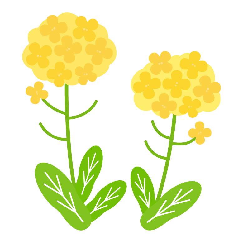 菜の花 イラスト詳細 3位