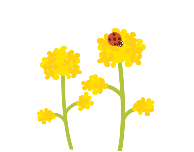 菜の花 イラスト詳細 4位