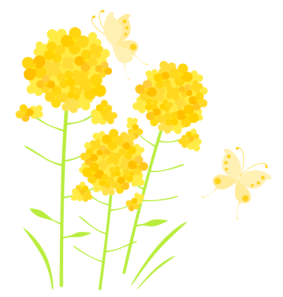 菜の花 イラスト詳細 5位