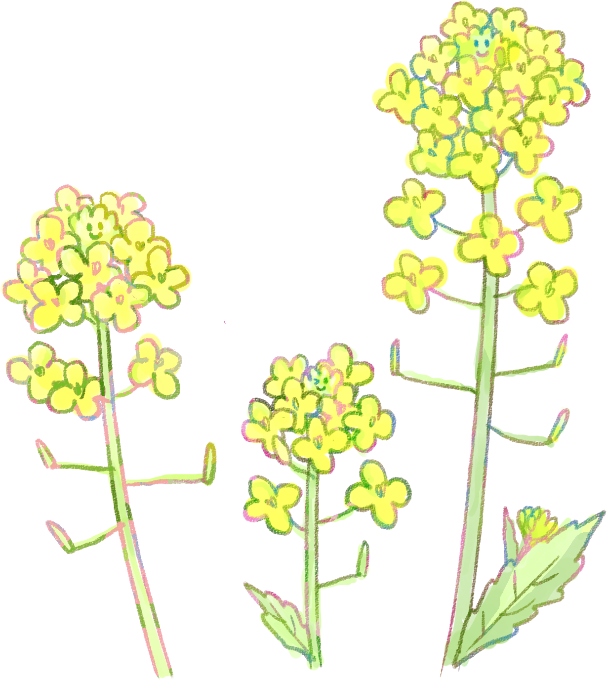 菜の花 イラスト詳細 6位