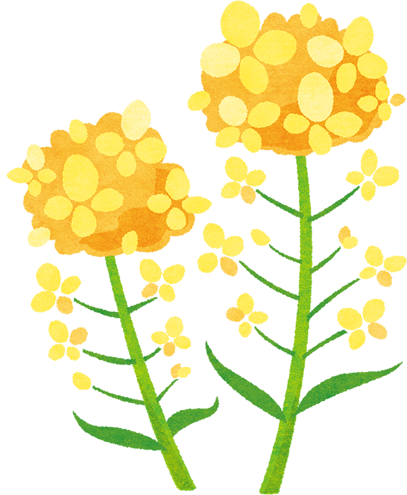 菜の花 イラスト詳細 7位