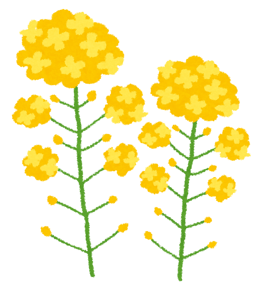 菜の花 イラスト詳細 8位