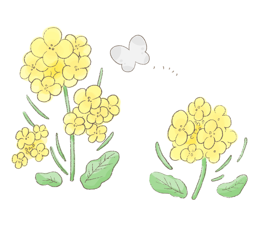 菜の花 イラスト 手書き詳細 3位