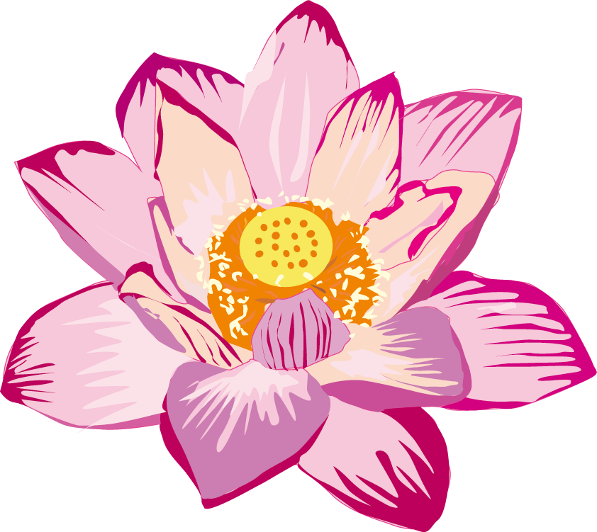 蓮 の 花 イラスト詳細 8位