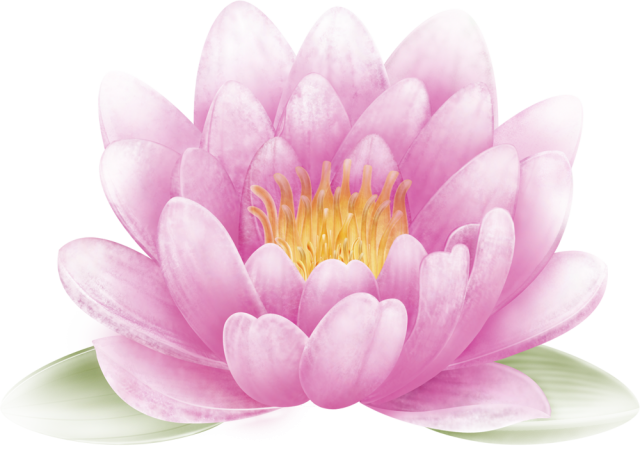 蓮 の 花 イラスト 綺麗 - KibrisPDR