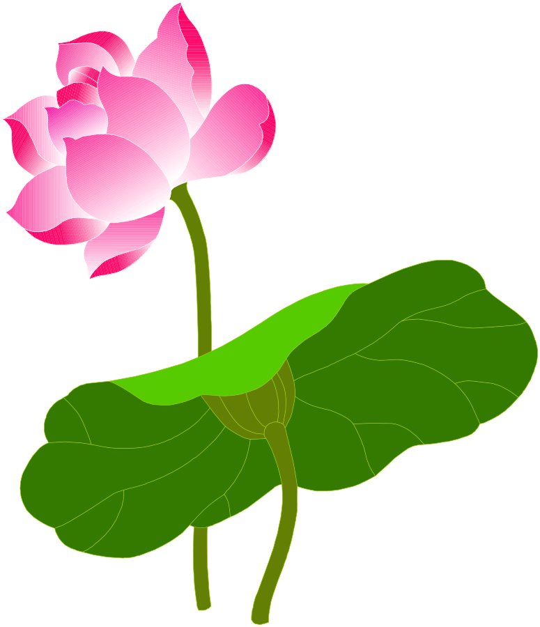 蓮 の 花 イラスト 綺麗詳細 2位