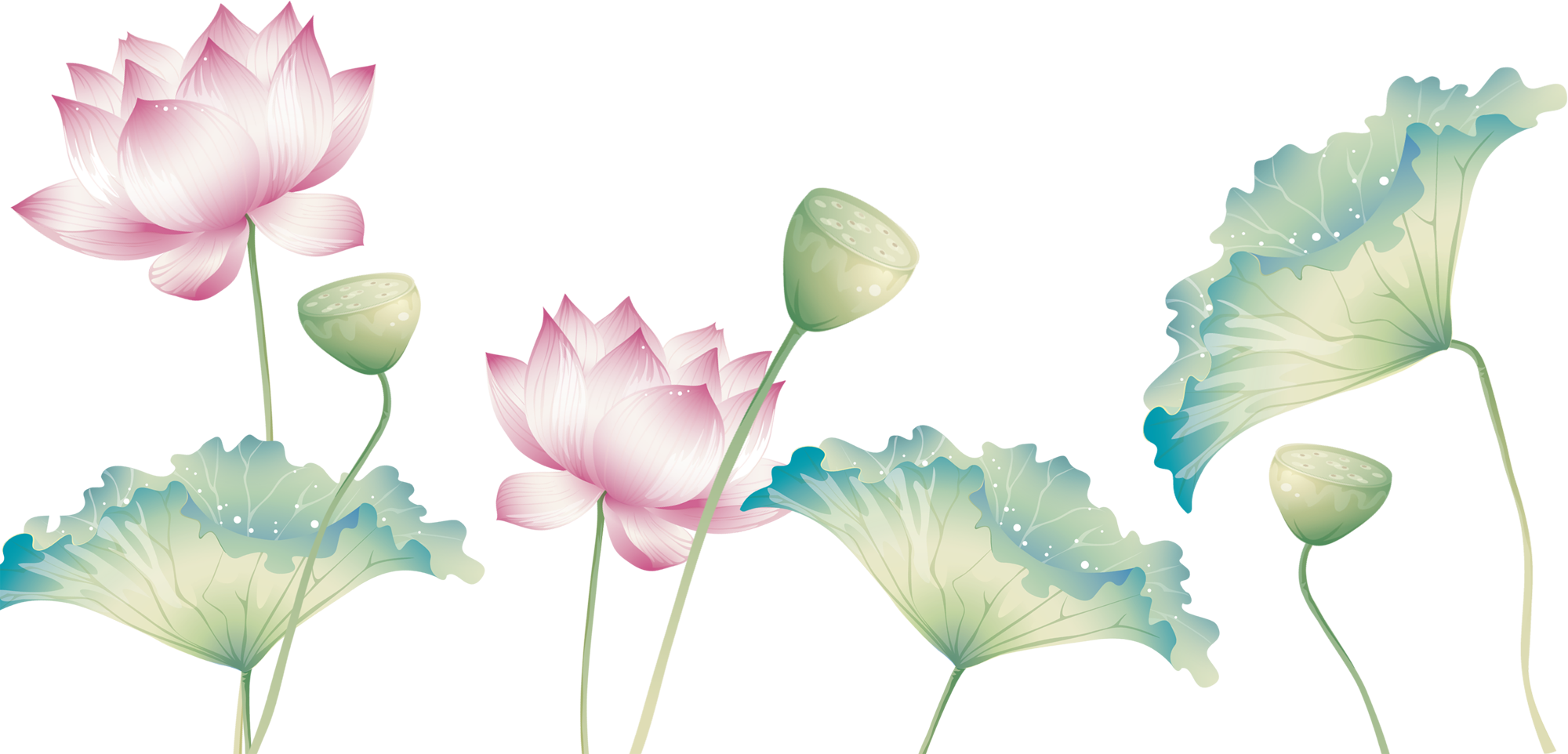 蓮 の 花 イラスト 綺麗詳細 8位