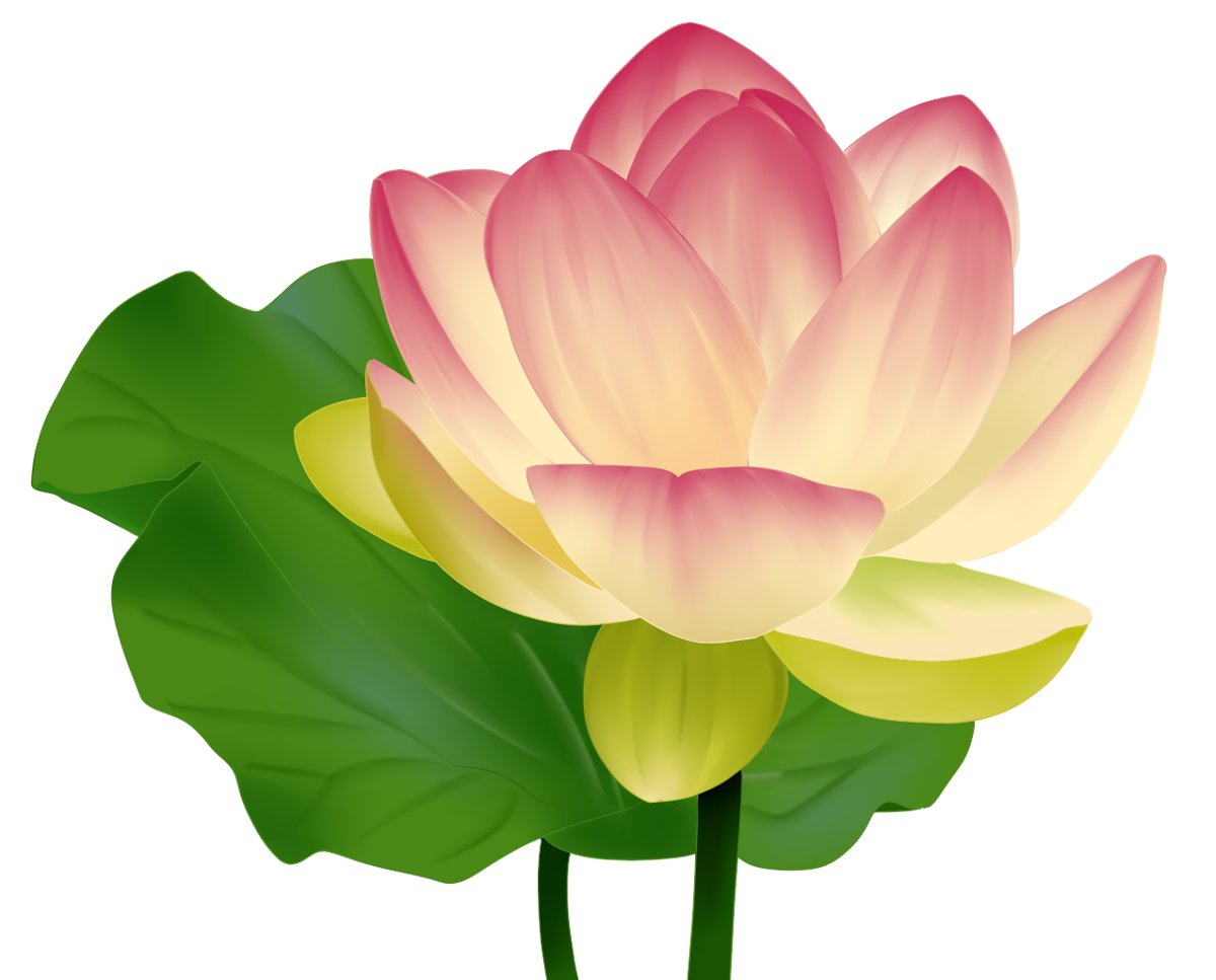 蓮 の 花 イラスト 綺麗詳細 6位