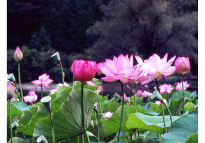 蓮 の 花 写真 - KibrisPDR