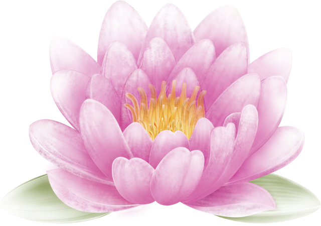 蓮 の 花 写真詳細 8位