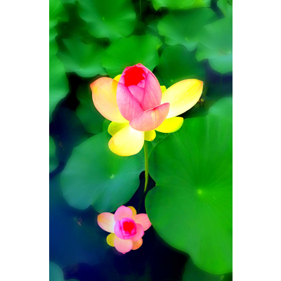 蓮 の 花 写真詳細 9位