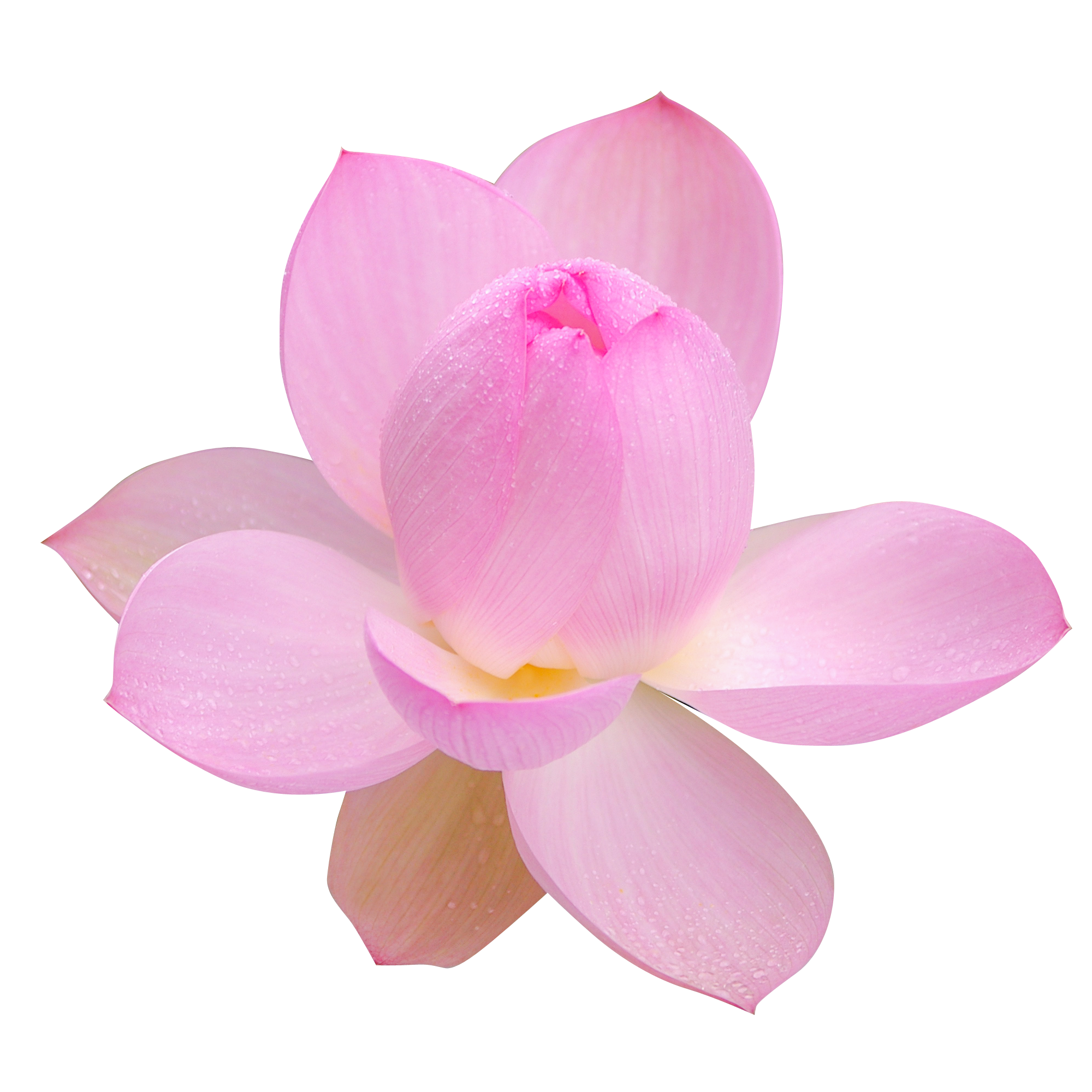蓮 の 花 写真詳細 2位