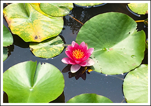 蓮 の 花 写真詳細 4位
