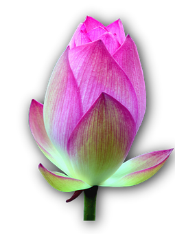 蓮 の 花 写真詳細 5位