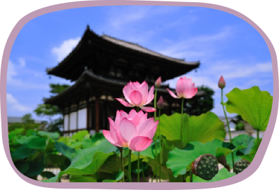 蓮 の 花 写真詳細 6位