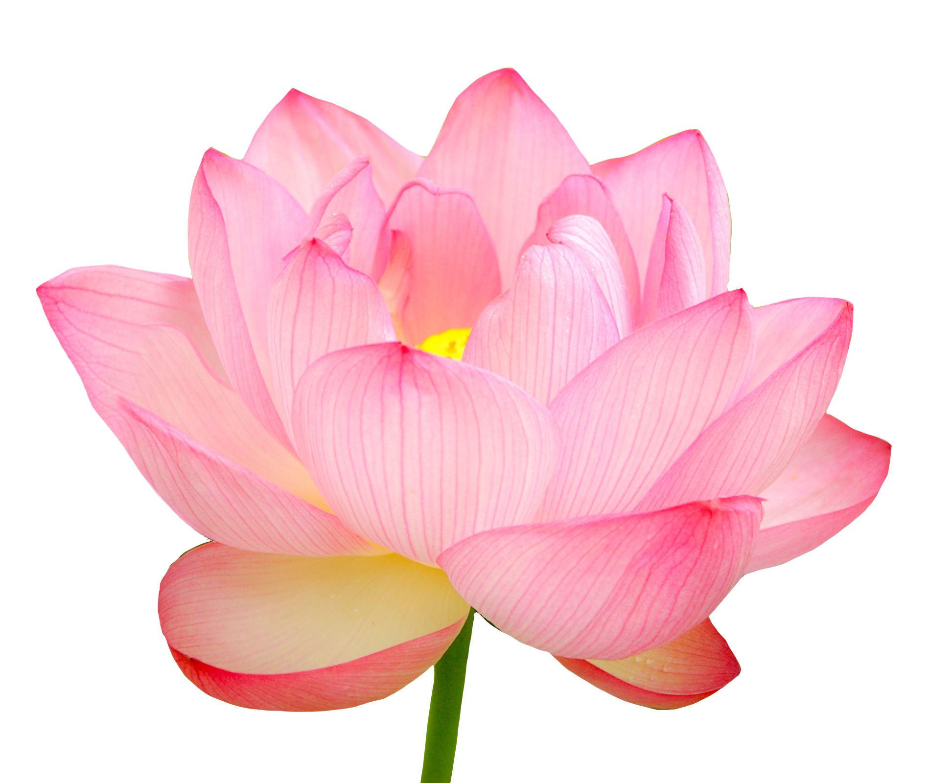 蓮 の 花 画像詳細 2位